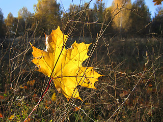 Image showing yellow leaf of maple