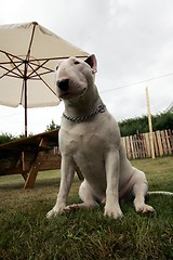 Image showing bullterrier