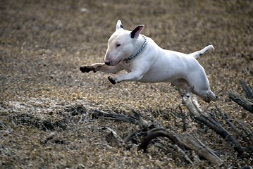 Image showing Jumping bullterrier dog