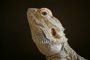 Image showing Bearded dragon