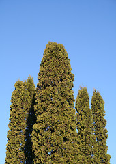 Image showing Trees