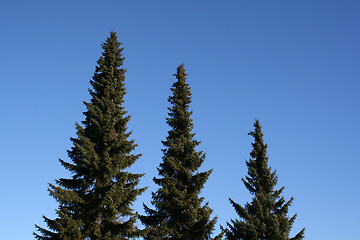 Image showing Three trees