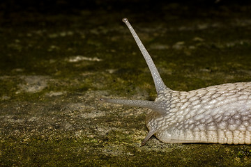 Image showing head of snail