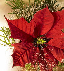Image showing poinsettia flower