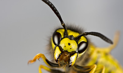 Image showing head of wasp in grey background