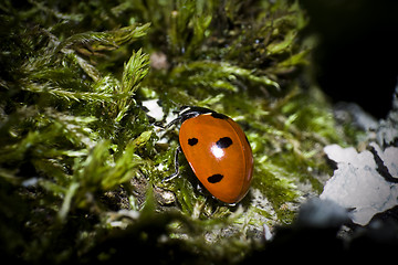 Image showing single ladybug