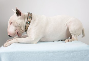 Image showing Bullterrier