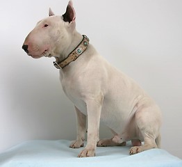 Image showing Bullterrier