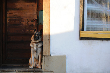 Image showing German Shepherd at the Door