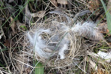 Image showing Empty birdnest