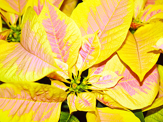 Image showing Poinsettia