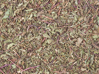Image showing Dried peppermint