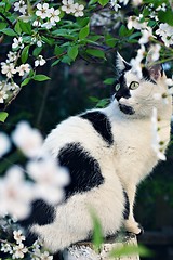 Image showing cat and spring