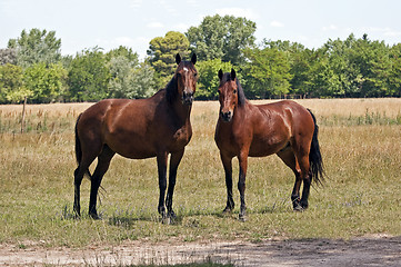 Image showing Two horses.