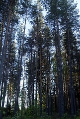 Image showing Woods in norway