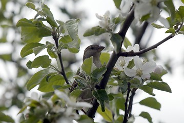 Image showing Bird in the blooming tree