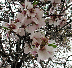 Image showing The flowers of an almond tree