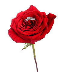 Image showing Diamond Ring in Rose