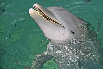 Image showing dolphin smiling