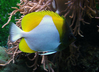 Image showing underwater scenery showing a colorful Butterfly fish