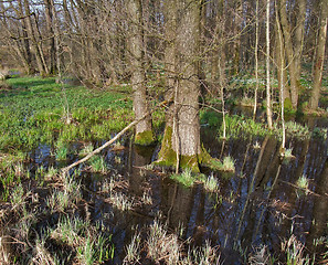 Image showing bog at early spring time