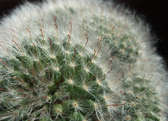 Image showing cactus closeup