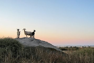 Image showing goats at evening time