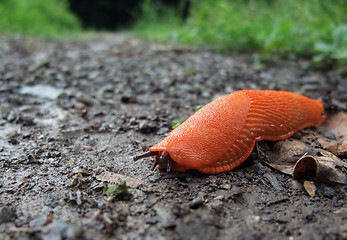 Image showing red slug on the ground