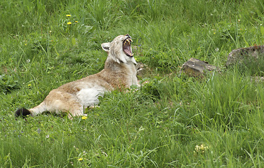 Image showing Eurasian Lynx gaping