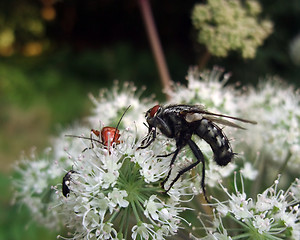 Image showing flesh-fly and beetles at summer time
