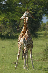 Image showing fighting Giraffes in Uganda