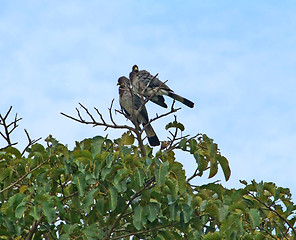 Image showing african birds on treetop