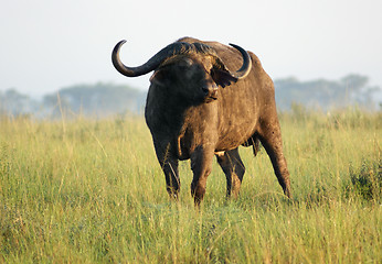 Image showing African Buffalo in Uganda