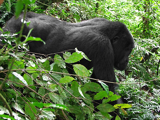 Image showing Gorilla in the cloud forest