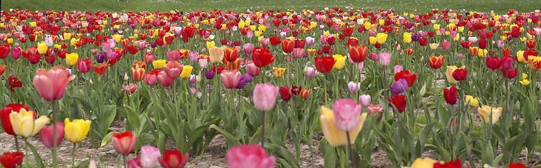 Image showing colorful field of tulips