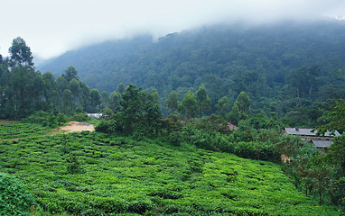 Image showing around Bwindi Impenetrable Forest in Uganda