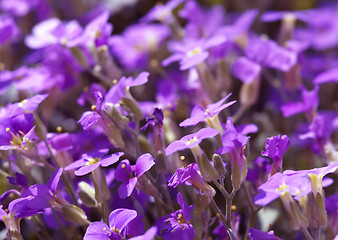 Image showing small violet flowers