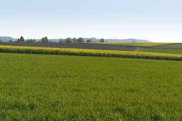 Image showing agriculture at spring time