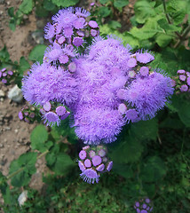 Image showing fluffy lilac flowers