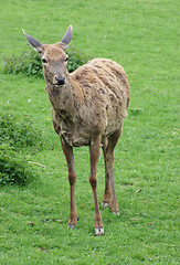 Image showing Red Deer in green back