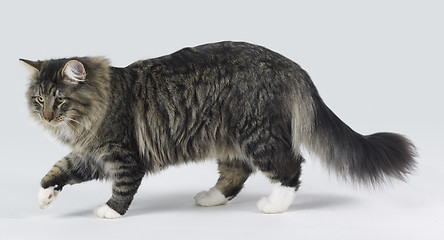 Image showing Norwegian Forest cat