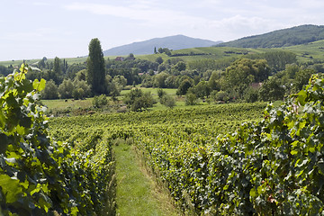 Image showing Alsace scenery