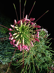 Image showing exotic flower