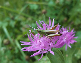 Image showing grasshopper on violet flower