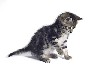 Image showing small kitten