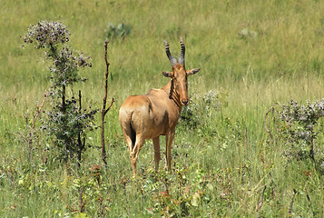 Image showing Hartebeest in the savannah