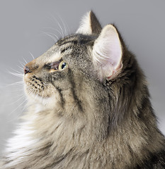 Image showing Norwegian Forest Cat portrait