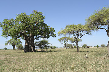 Image showing scenery with Baobab tree in Africa