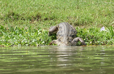 Image showing Nile crocodile walking into the water