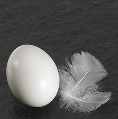 Image showing egg and down feathers